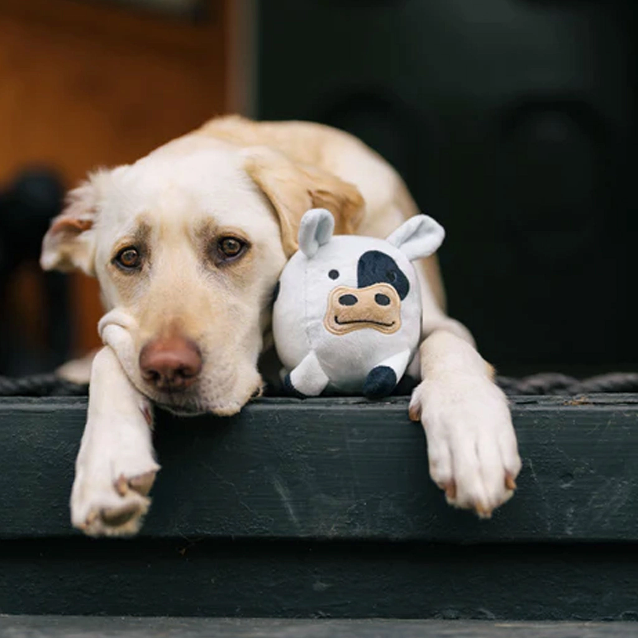P.L.A.Y. Barnyard Buddies Cole Cow Dog Toys