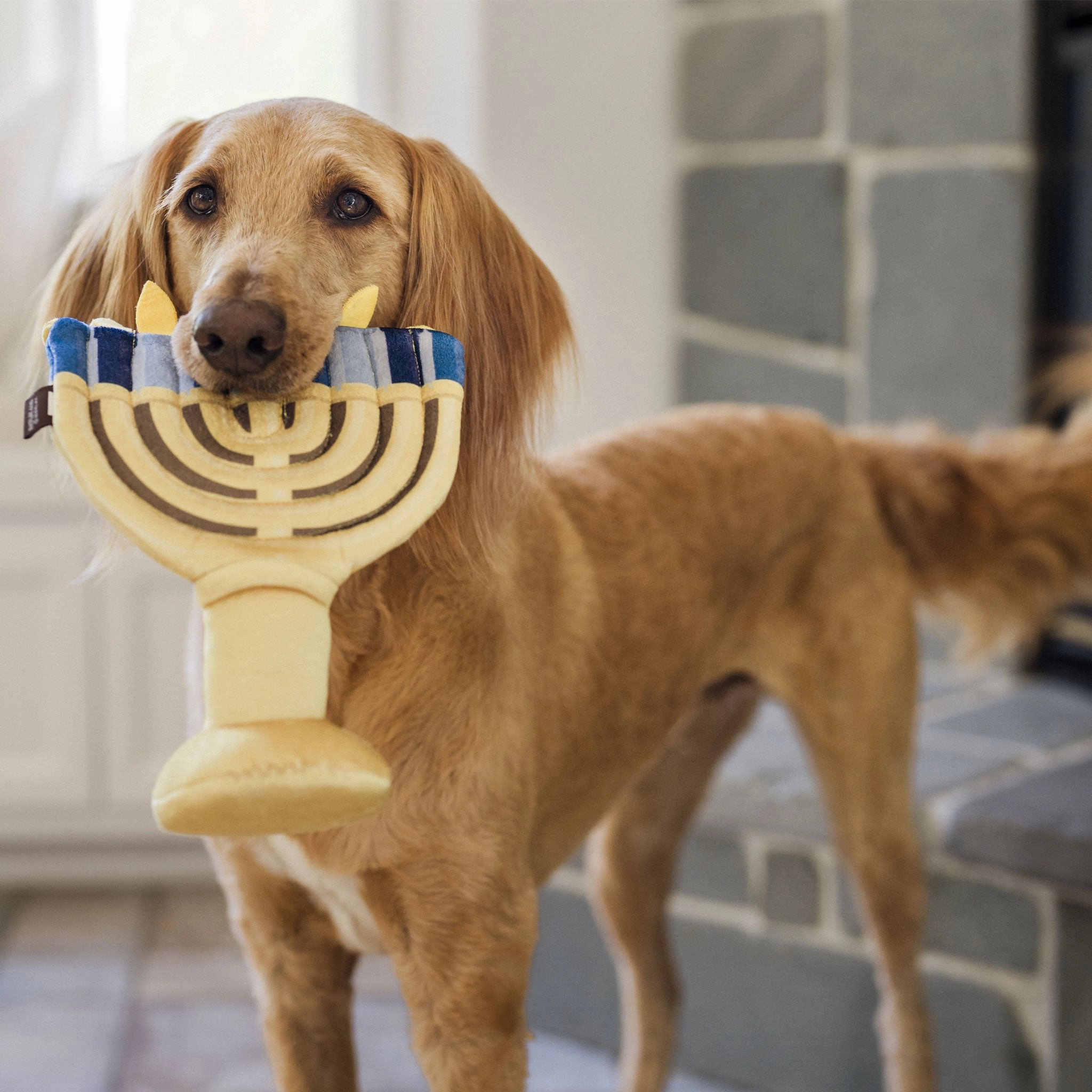 P.L.A.Y. Menorah Blue & Gold Dog Toys