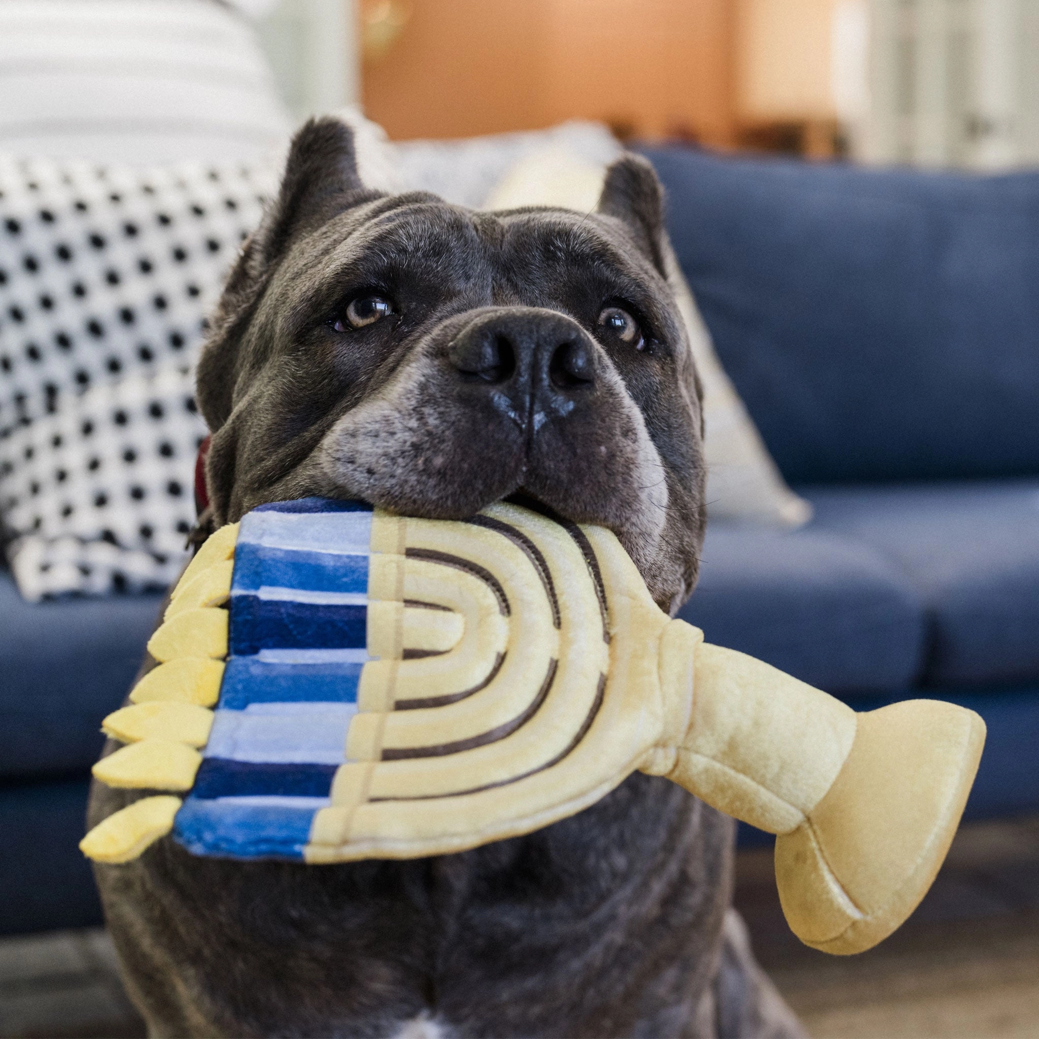 P.L.A.Y. Menorah Blue & Gold Dog Toys