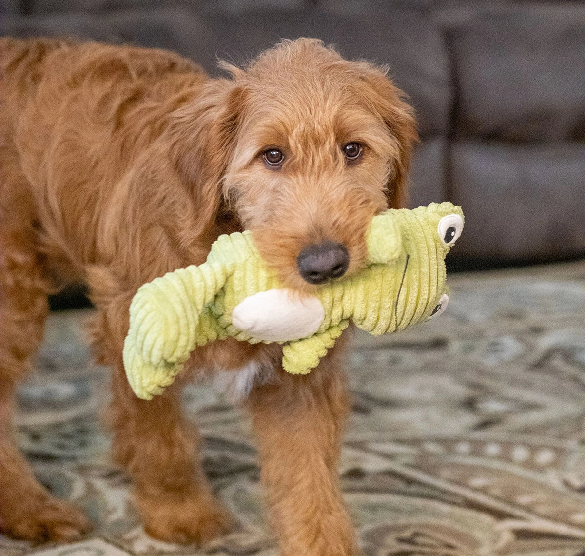 ThoozyPet Tuff & Cuddly Frog Plush Dog Toy